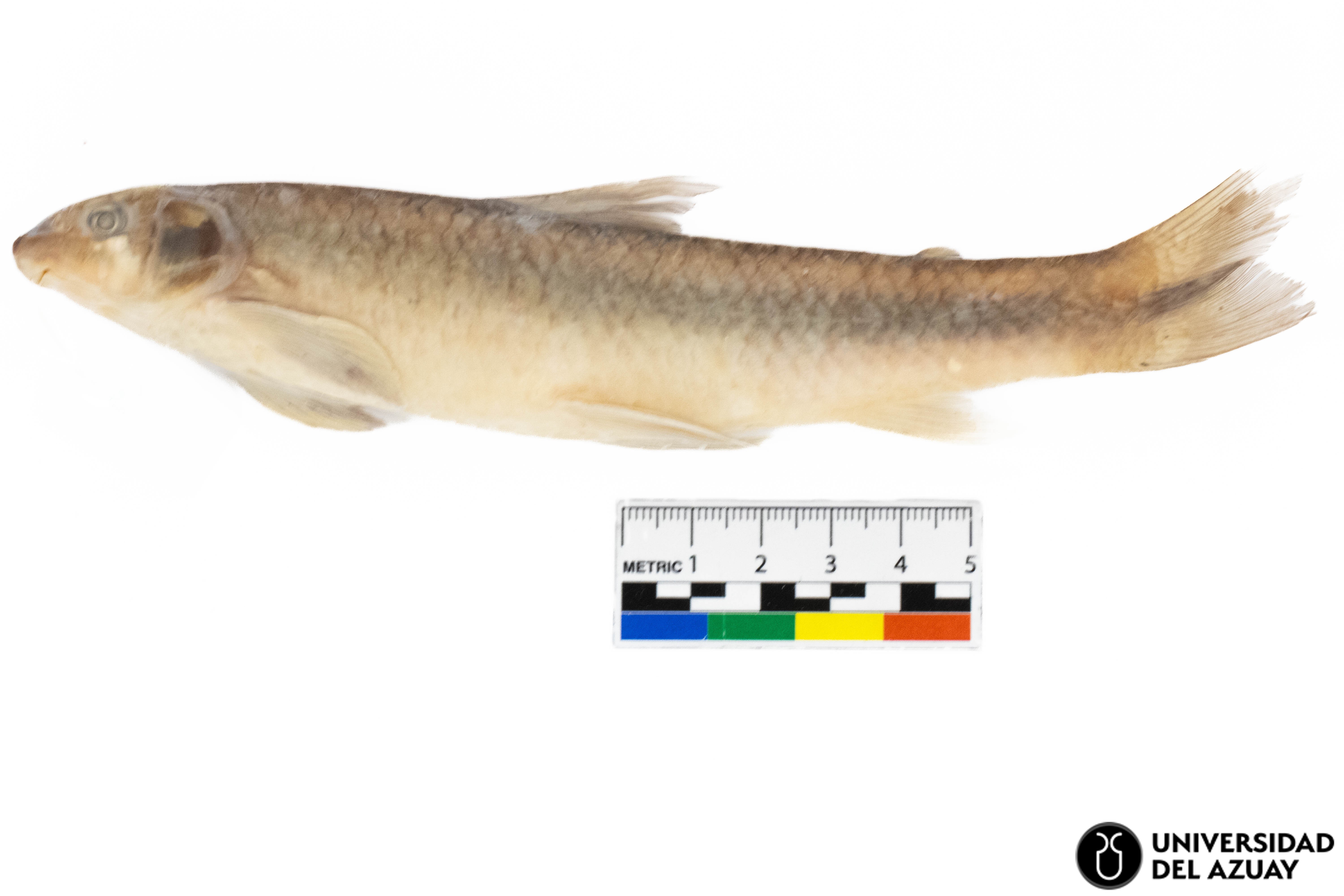Parodon pongoensis