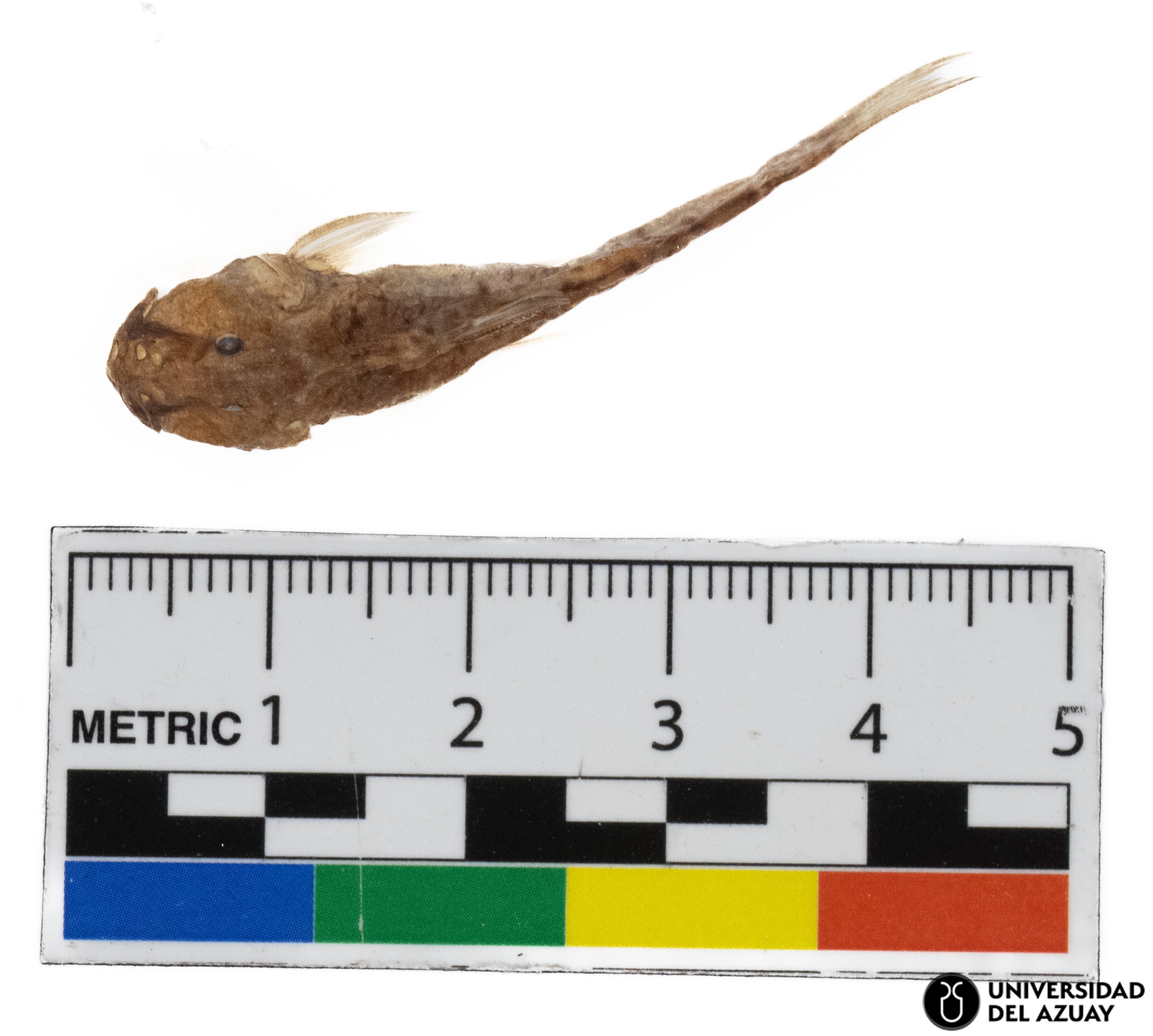 Astroblepus cyclopus - Museo de Zoología