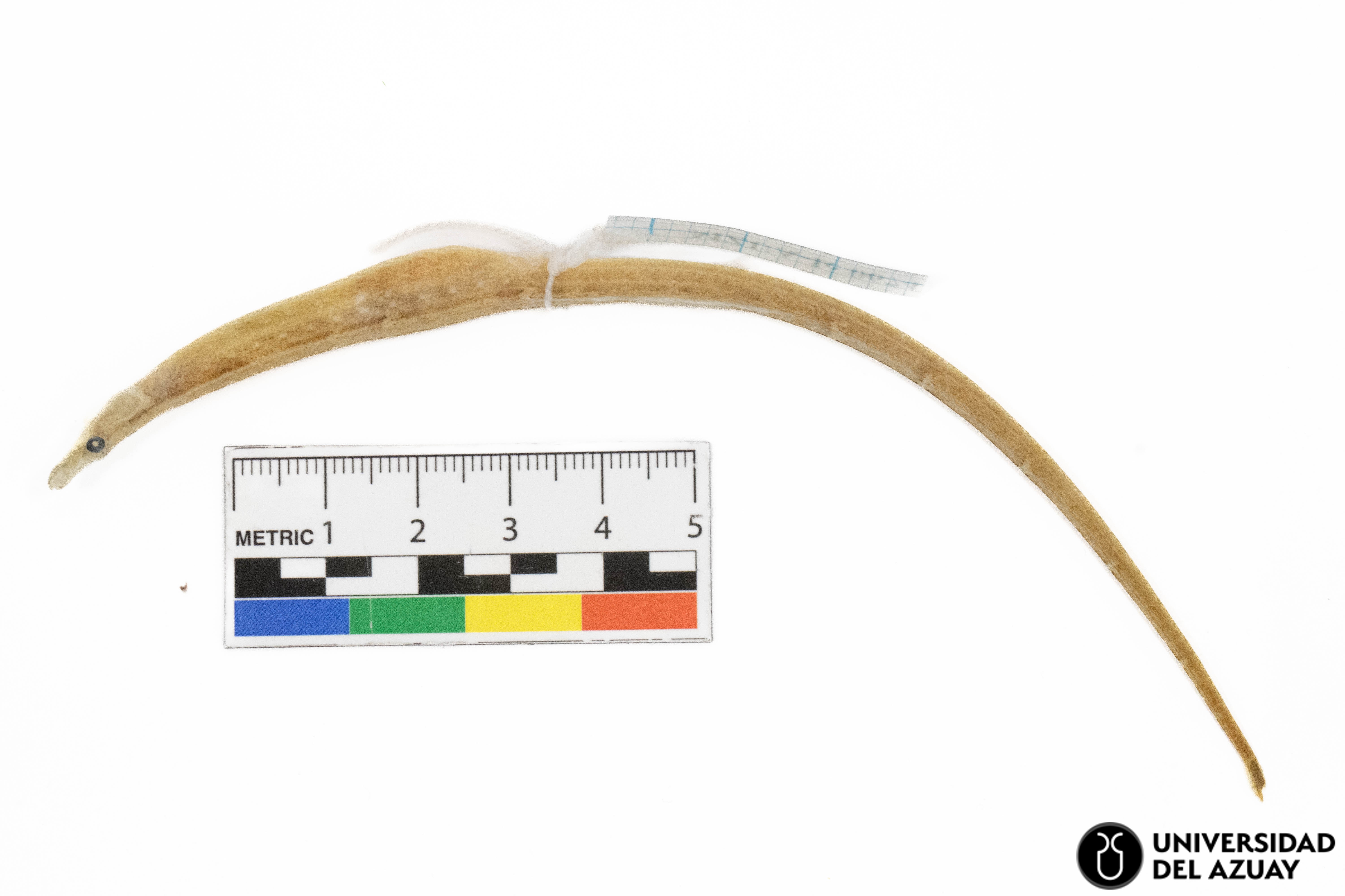 Pseudophallus starksii
