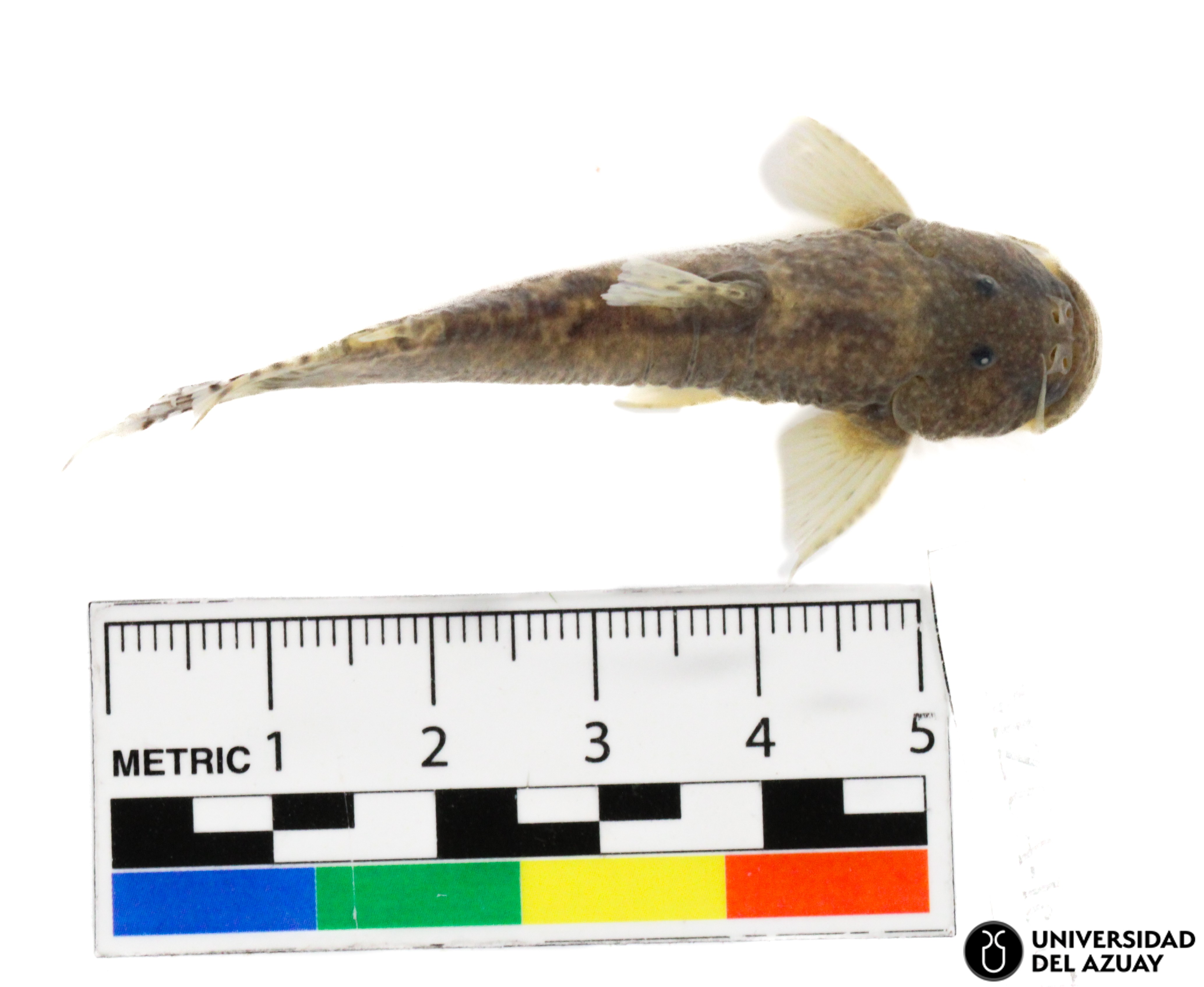 Astroblepus cyclopus - Museo de Zoología