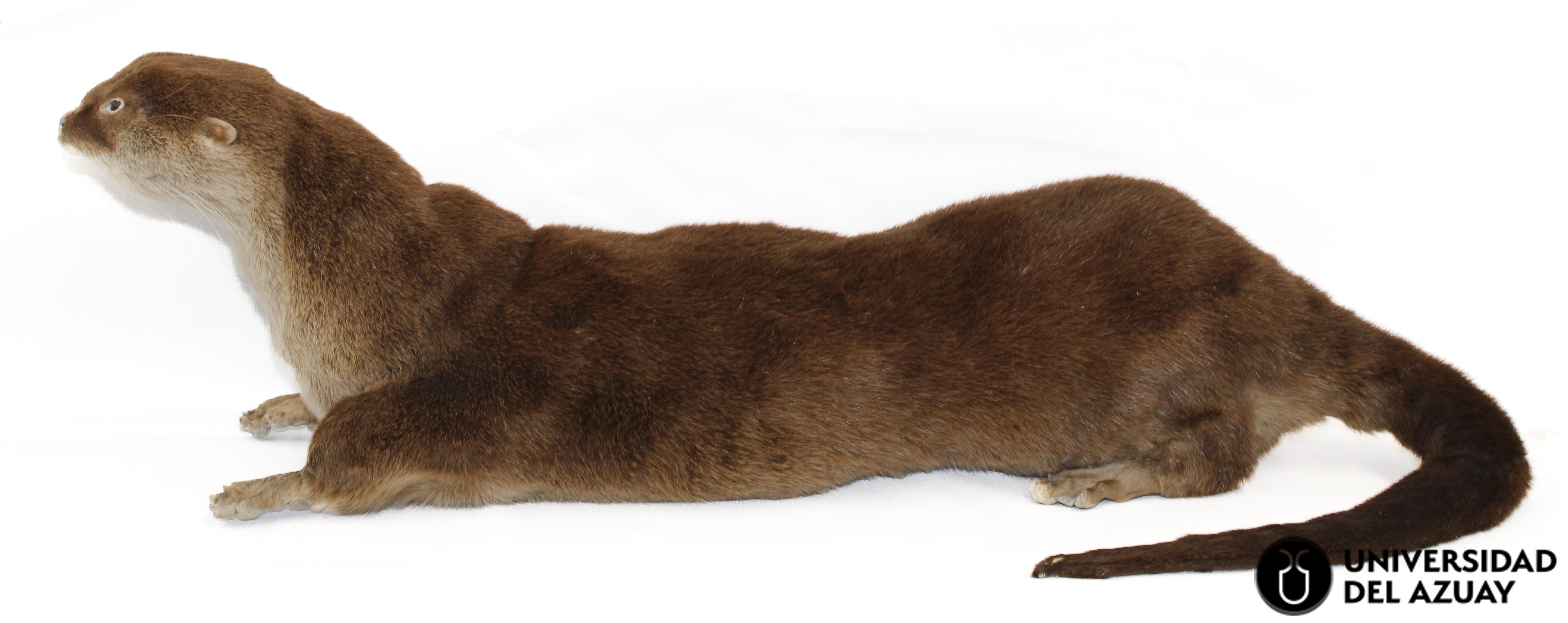 Lontra longicaudis